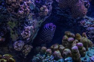 Underwater Photography Gear: Capture Coral Reefs Like a Pro